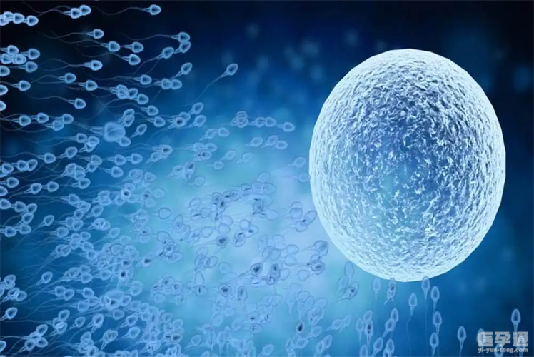 供卵自怀成功率高吗-供卵自怀成功率高吗？真实案例告诉你答案