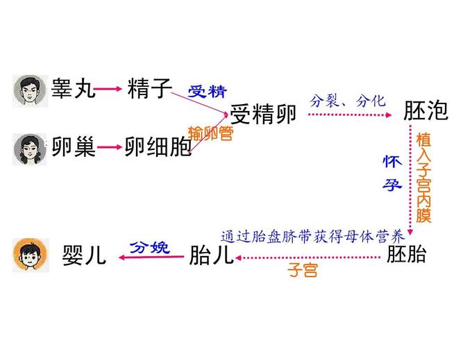 供卵生子流程_供卵生子流程：一窥生殖医学的奇妙世界