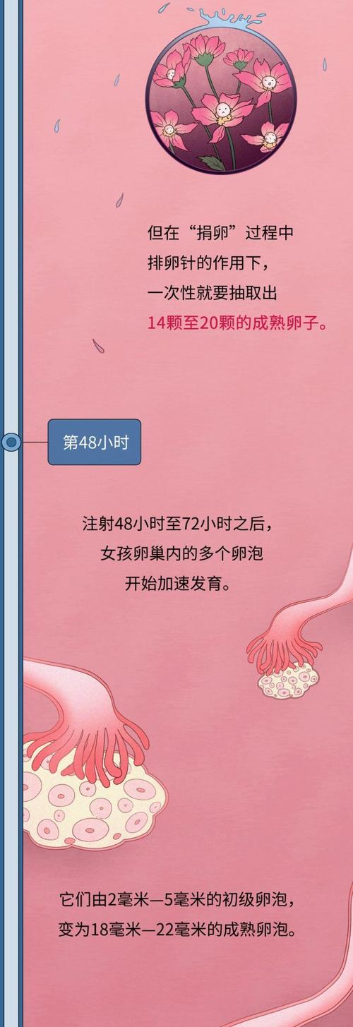 供卵之前要调理身体吗【供卵前需调理身体吗？】